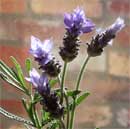 lavender-tiny